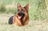 BERGER ALLEMAND 790